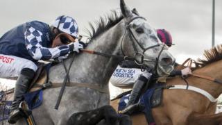 Horses close up